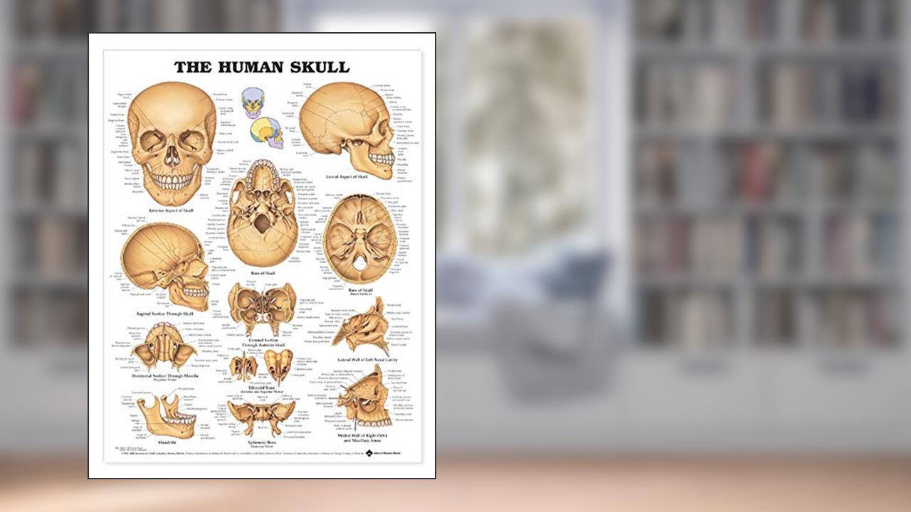 ACC - The Human Skull Anatomical Chart, written by Anatomical Chart