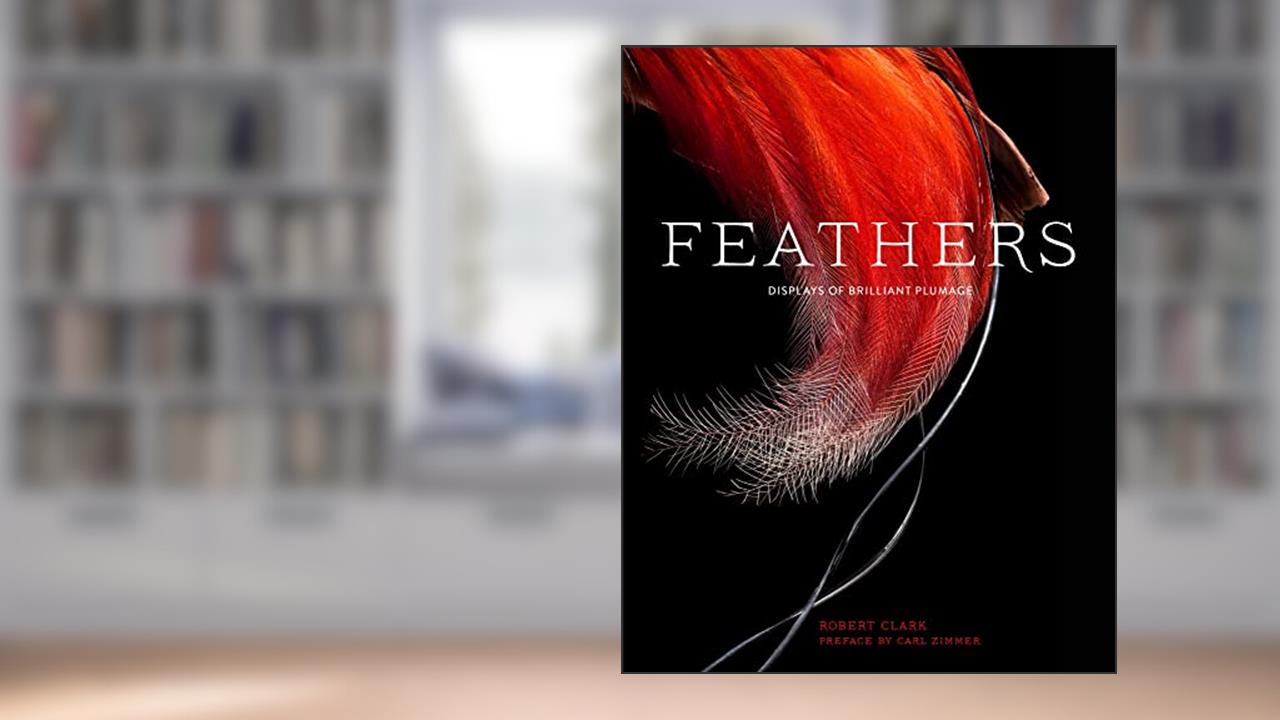 Feathers: Displays of Brilliant Plumage, written by Robert Clark