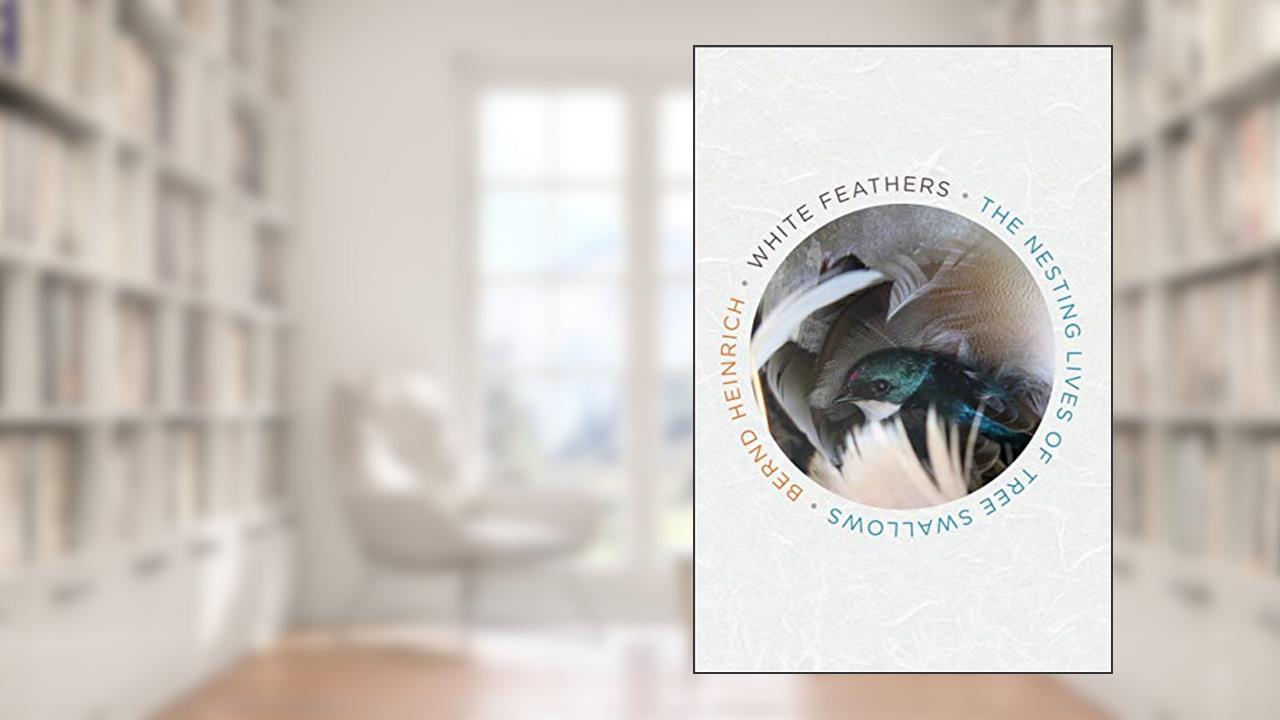 White Feathers: The Nesting Lives of Tree Swallows, written by Bernd Heinrich