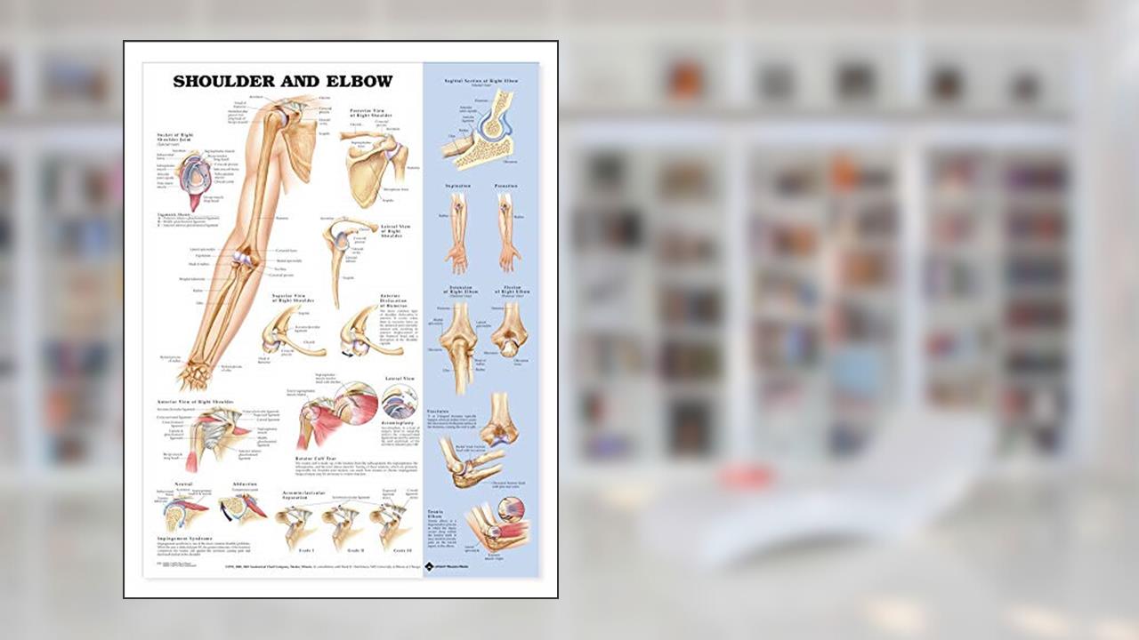 Shoulder and Elbow Anatomical Chart, written by ACC