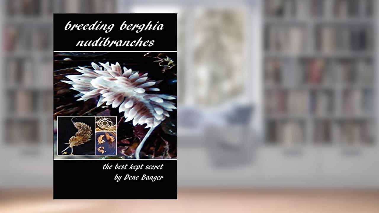 Breeding Berghia Nudibranches the best kept secret, written by Dene Banger