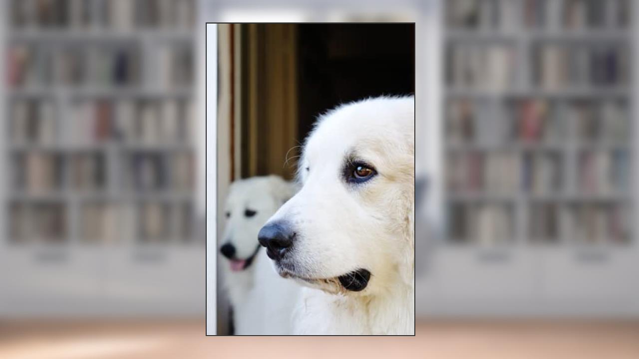 Great Pyrenees Notebook: 6x9 College Ruled 120 Page Composition Book, Blank Lined Dog Journal for Great Pyr Owners and Lovers, written by Lotus Blooms Publishing