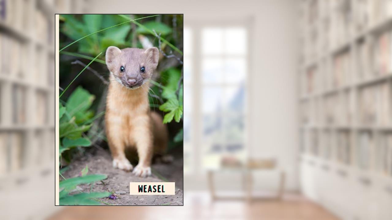 Weasel: Composition Notebook For Weasel Lovers , Weasel Lined Journal ,6x9 Inches , 110 Pages ,Weasel Diary, written by Yenx D16 Publishing