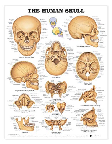 Read ACC - The Human Skull Anatomical Chart, written by Anatomical Chart