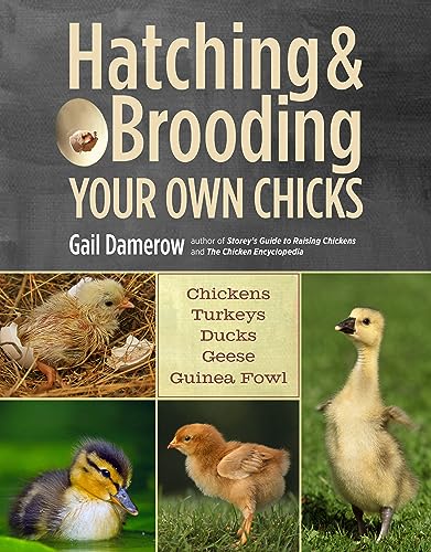 Read Hatching & Brooding Your Own Chicks: Chickens, Turkeys, Ducks, Geese, Guinea Fowl, written by Gail Damerow Read Hatching & Brooding Your Own Chicks: Chickens, Turkeys, Ducks, Geese, Guinea Fowl, written by Gail Damerow
