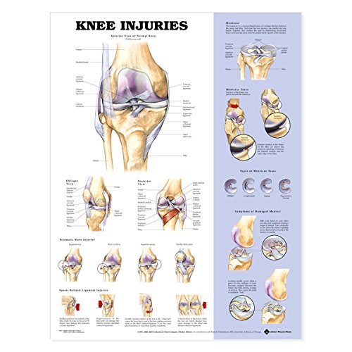 Read Knee Injuries Anatomical Chart, written by ACC Read Knee Injuries Anatomical Chart, written by ACC