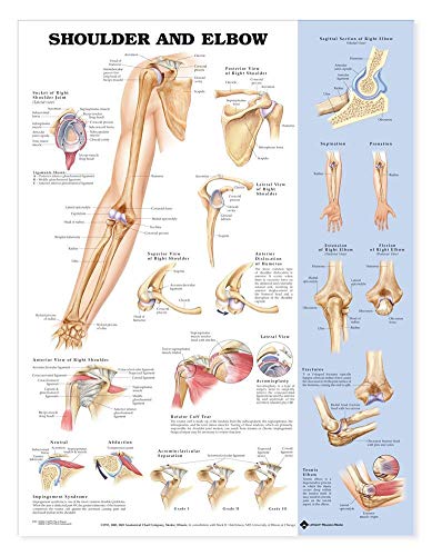 Read Shoulder and Elbow Anatomical Chart, written by ACC Read Shoulder and Elbow Anatomical Chart, written by ACC