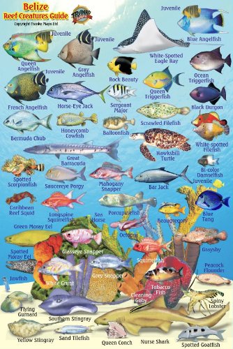 Read Belize Reef Creatures Waterproof Fish Card 4" x 6", written by Franko Maps Ltd.